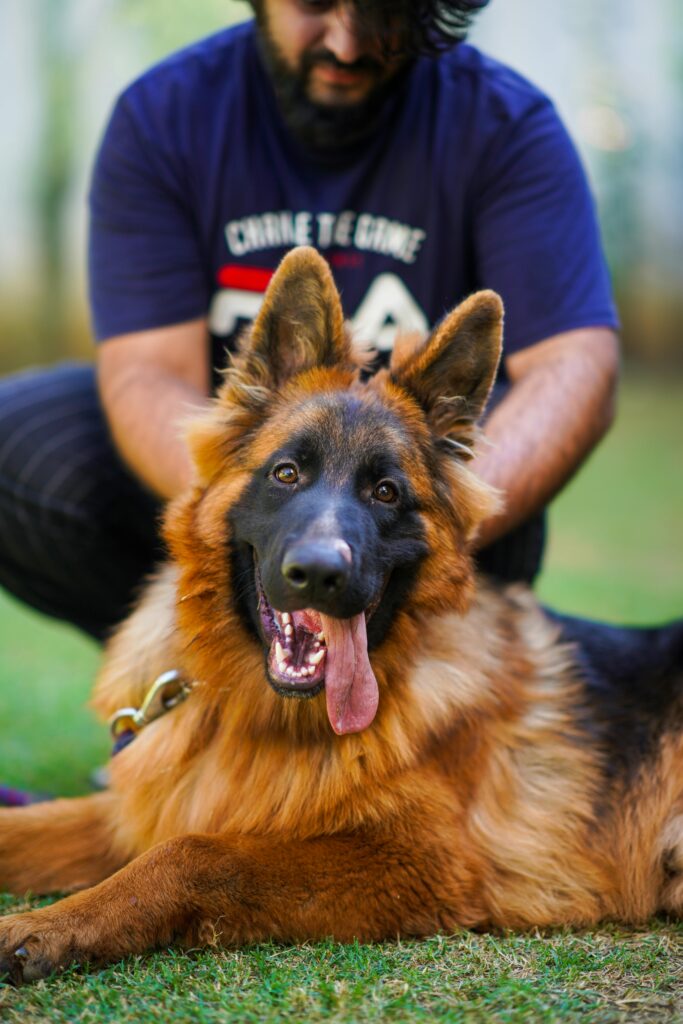 Happy German Shepherd with tongue out, playing with owner in a park setting.